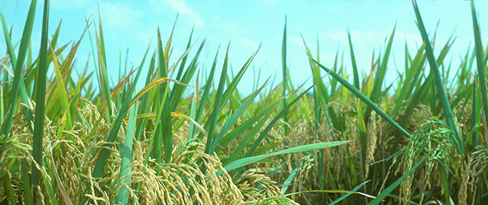 Super Weeds and Herbicide – Tolerant Genetically Engineered Crops